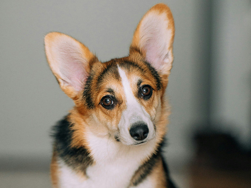 dog ear