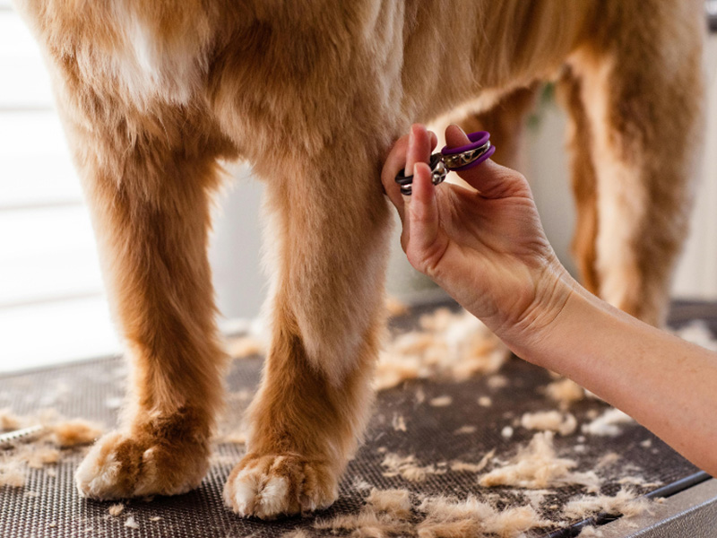 touchup A dog getting a hair trim