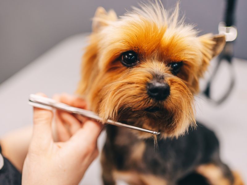 trim A dog getting a facial hair trim