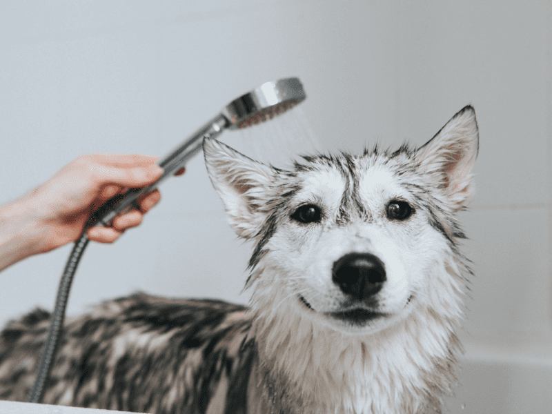bird and lizard (1) a husky in the shower taking a bath